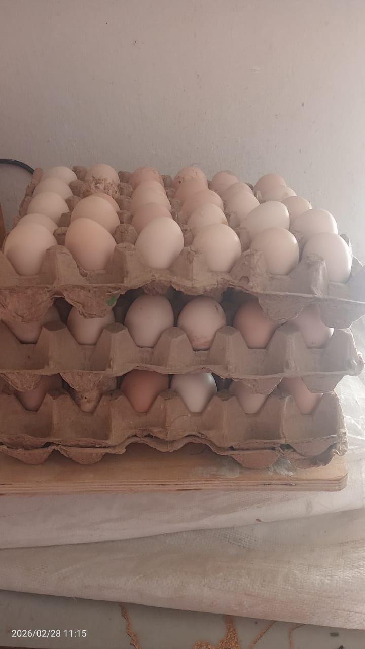 Қолдың жұмыртқасы бар