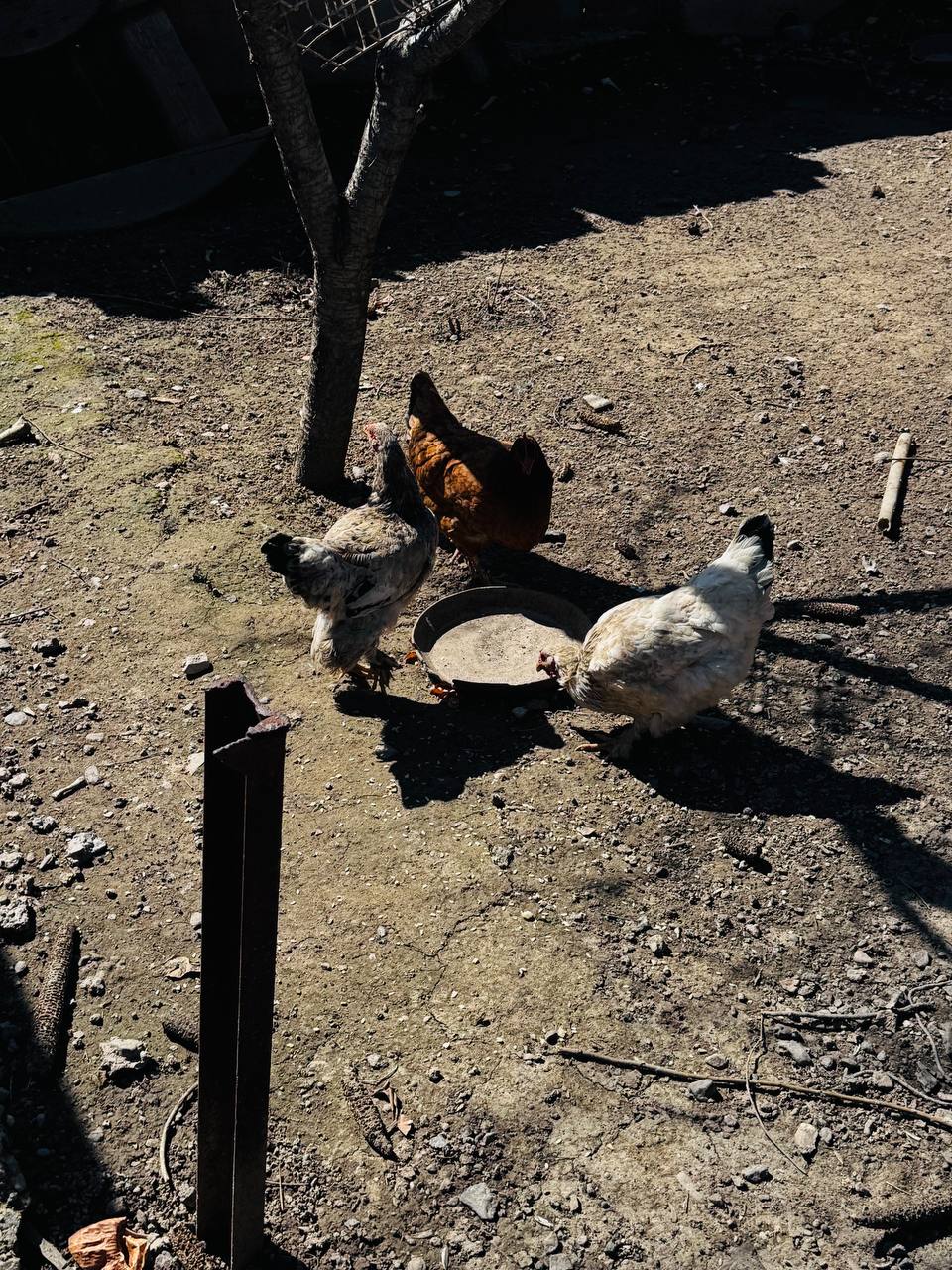 Тауықтар сатылады!