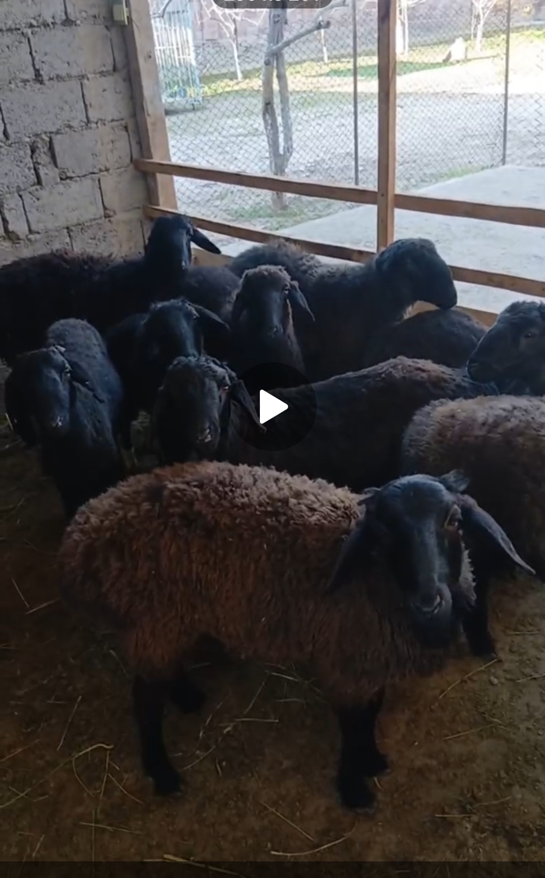 Қой сатылады